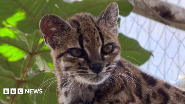 New wild cat species discovered – with only one known living member