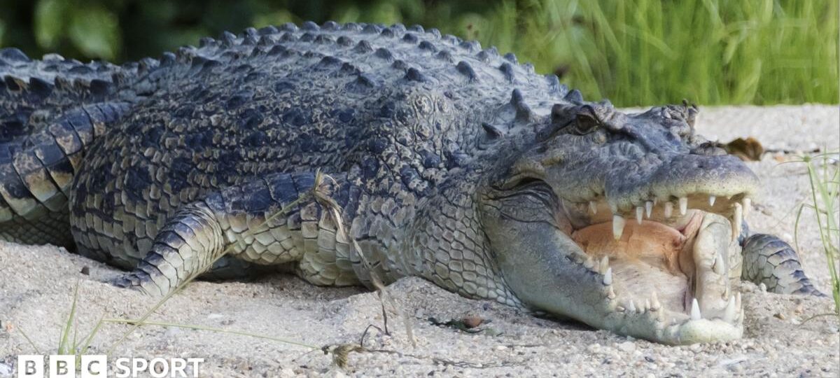 River home to 500 crocodiles chosen as Olympic rowing venue