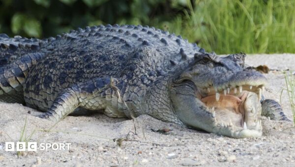 River home to 500 crocodiles chosen as Olympic rowing venue