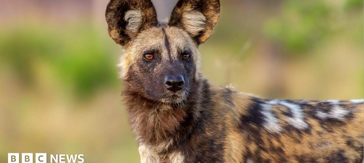 Wild dogs record 2,500-mile trek across Africa in search of a mate
