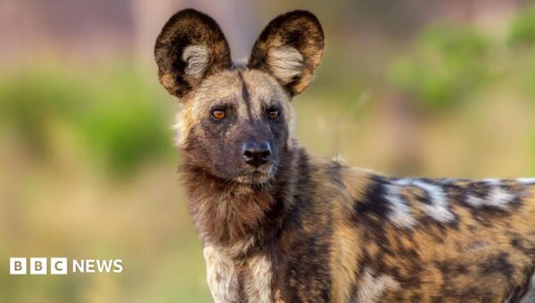 Wild dogs record 2,500-mile trek across Africa in search of a mate