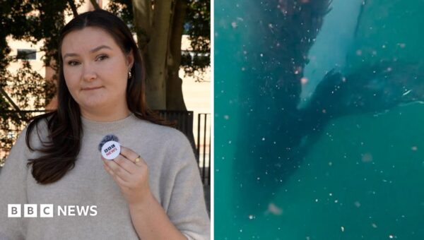 Watch: Can humpback whales experience grief?