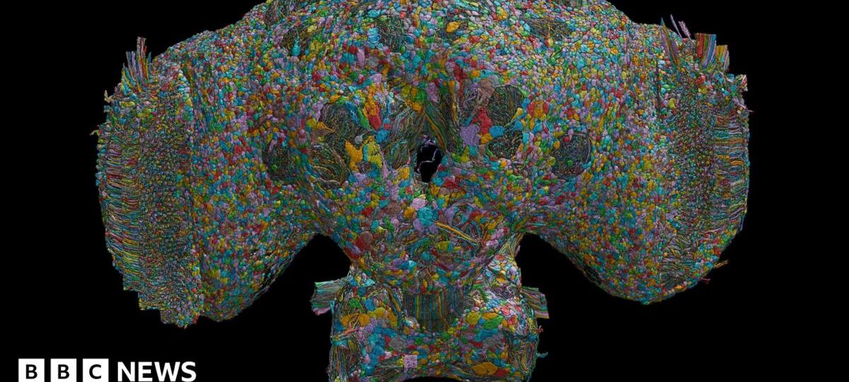 How the brain of a fly may help explain human behaviour