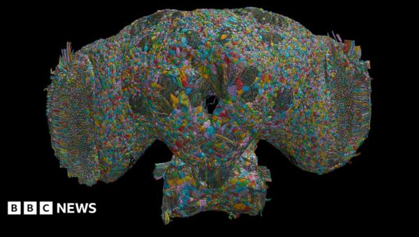 How the brain of a fly may help explain human behaviour