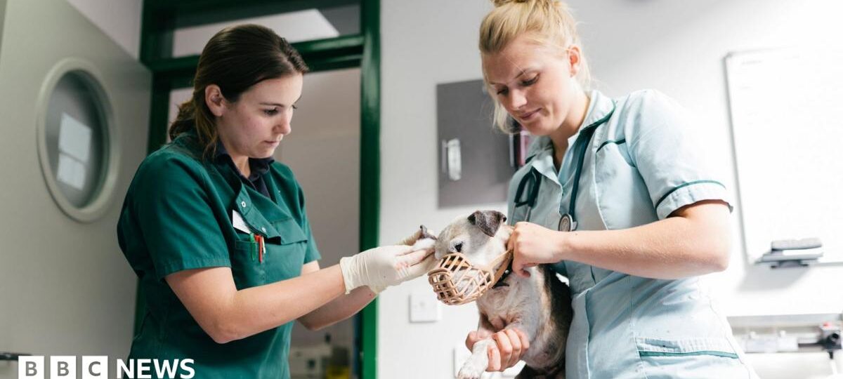 Vet prescription fees capped under rule changes