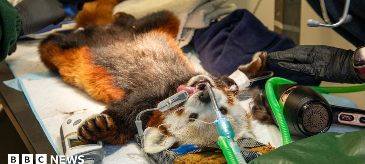 Edinburgh Zoo's red panda goes to the vet for toothache