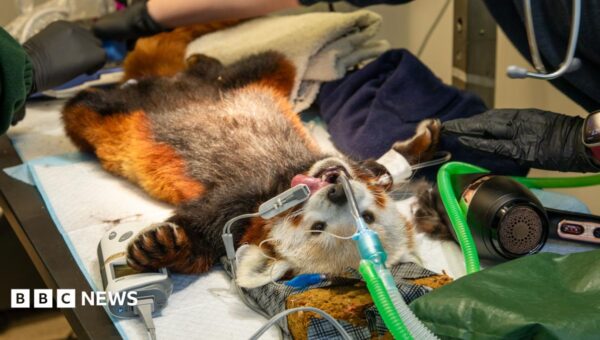Edinburgh Zoo’s red panda goes to the vet for toothache