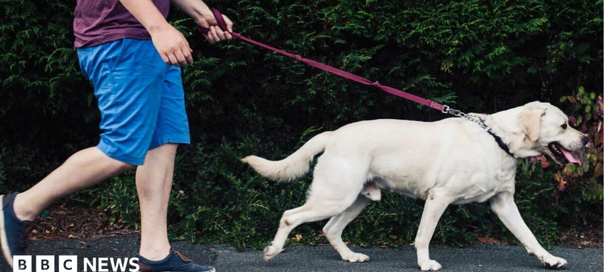 Ministers reject dog ownership licence scheme