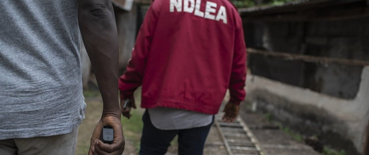 NDLEA destroys five cannabis plantations with 5.674kg estimated yield in Edo