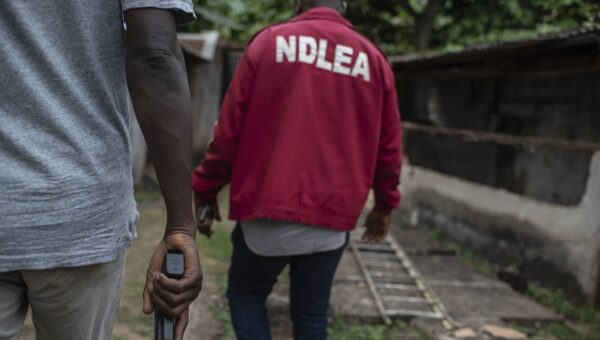 NDLEA destroys five cannabis plantations with 5.674kg estimated yield in Edo