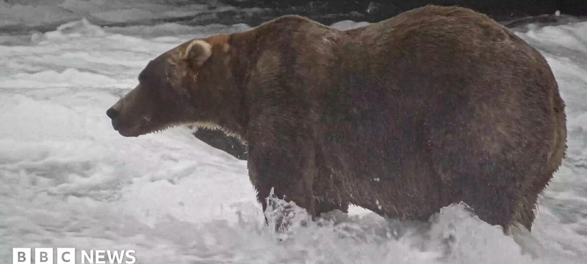 'Backpack' declared Alaska's Fat Bear Week winner