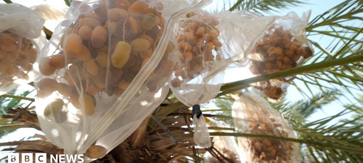 In West Bank, date farmers weigh impact of UK sanctions on Israeli settlers