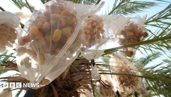 In West Bank, date farmers weigh impact of UK sanctions on Israeli settlers