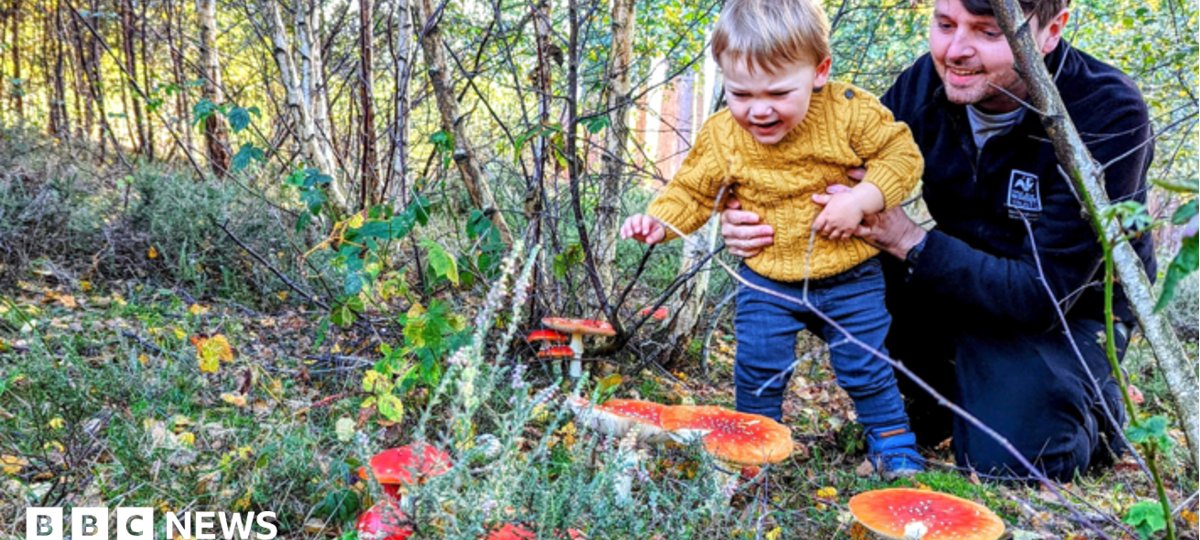 Why families are being urged to look closer on autumn walks