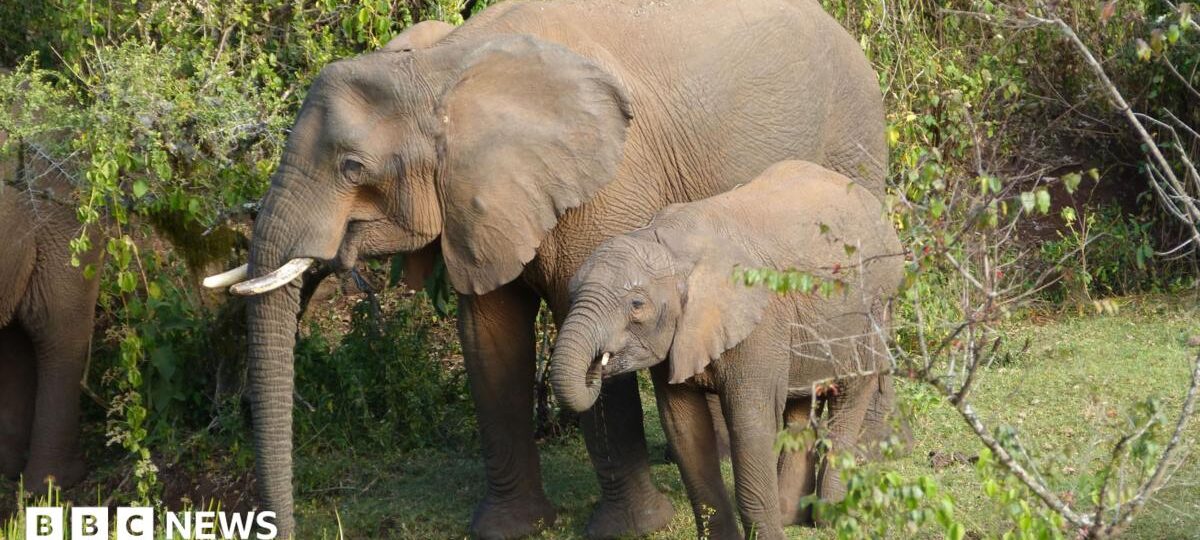 Elephants use medicinal plants to treat themselves, researchers find