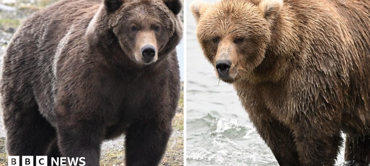 Fat Bear Week: Which bear has put on the most weight?
