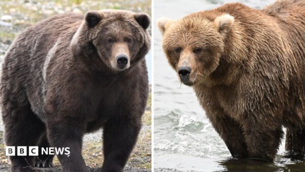 Fat Bear Week: Which bear has put on the most weight?