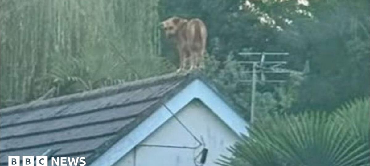 Dog 'grounded' after rescue from roof of house