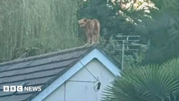 Dog ‘grounded’ after rescue from roof of house