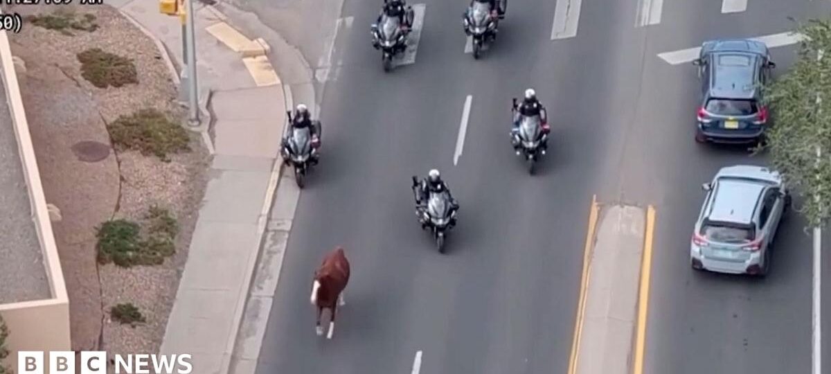 Runaway horse captured by police on motorbikes