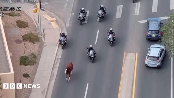 Runaway horse captured by police on motorbikes