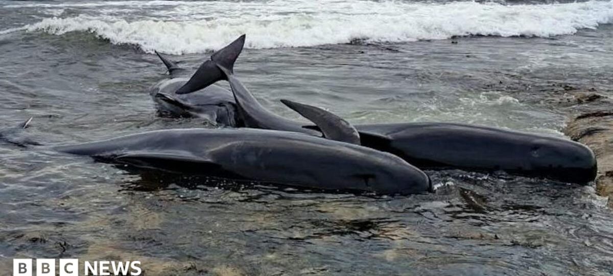 Two pilot whales dead after mass stranding