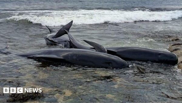 Two pilot whales dead after mass stranding