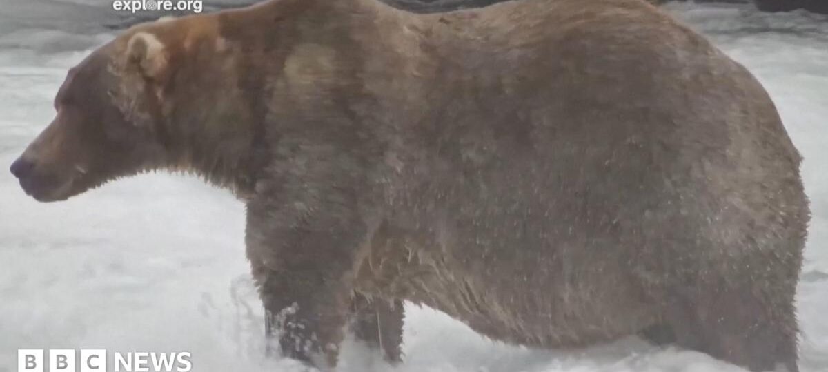Meet 'Backpack', the chunky bear who won Fat Bear Week