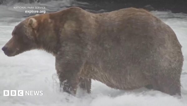 Meet ‘Backpack’, the chunky bear who won Fat Bear Week