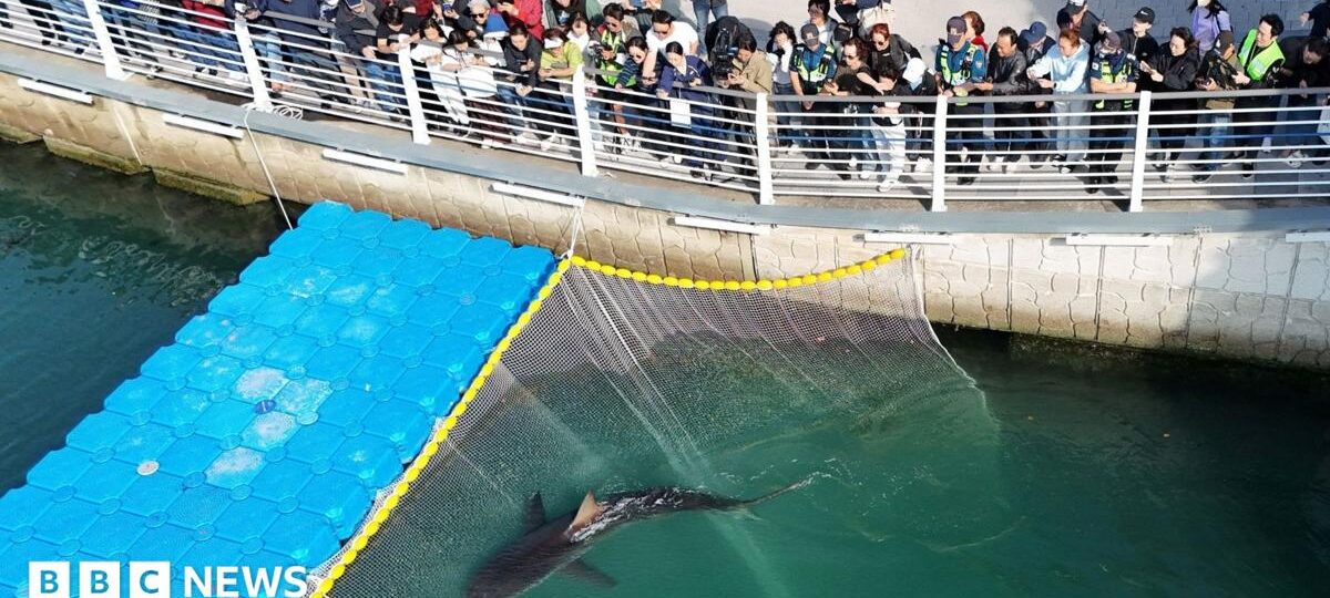 Celebrity shark returns to South Korea canal after failed rescue