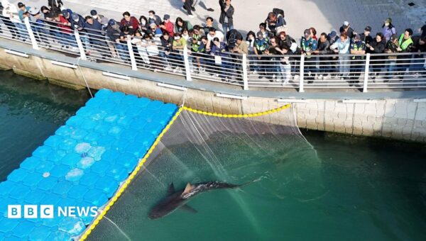 Celebrity shark returns to South Korea canal after failed rescue