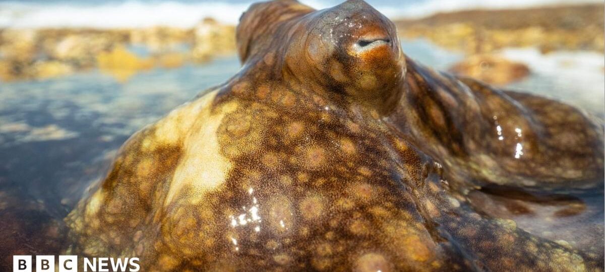 Blue Planet III: Moment octopus escapes death after hunt gone wrong