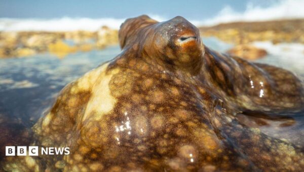Blue Planet III: Moment octopus escapes death after hunt gone wrong