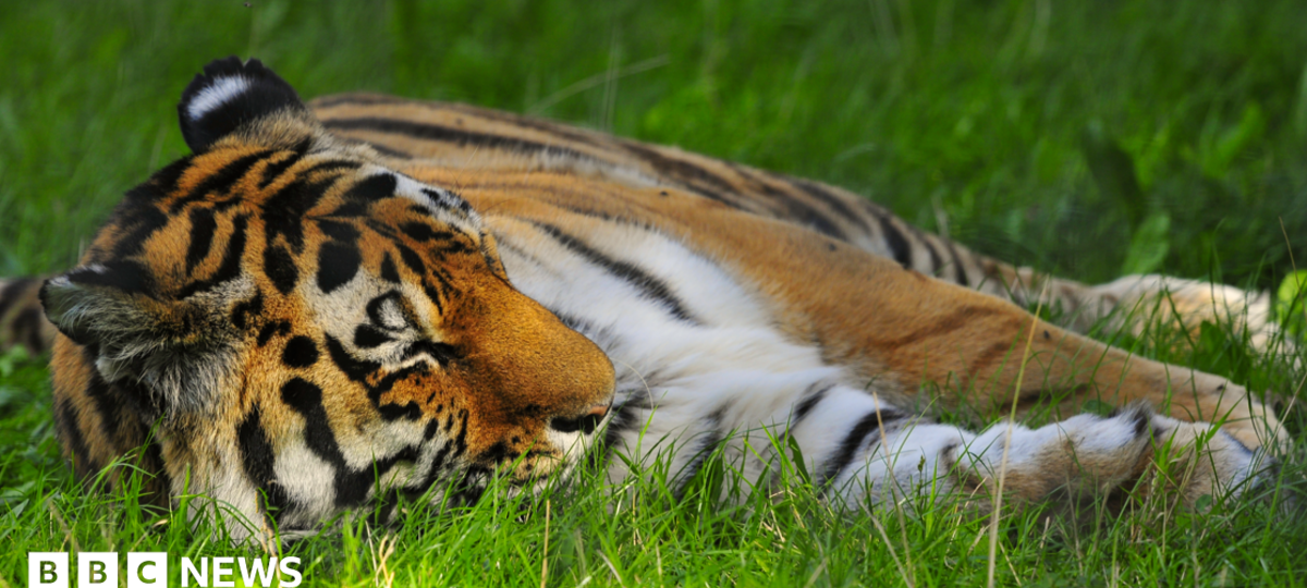 'Serious incident' at tiger enclosure closes Yorkshire Wildlife Park