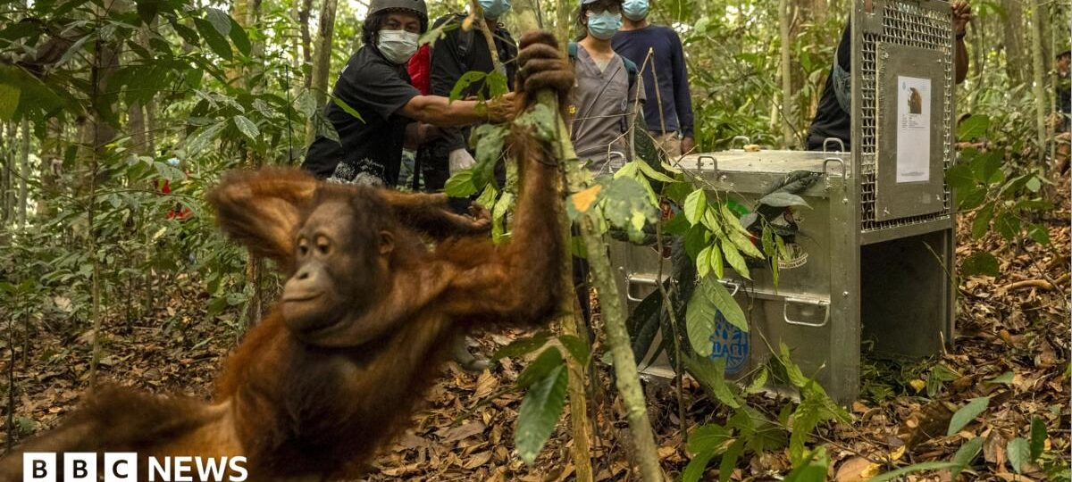 Orangutans released back into Borneo forest after devastating fires