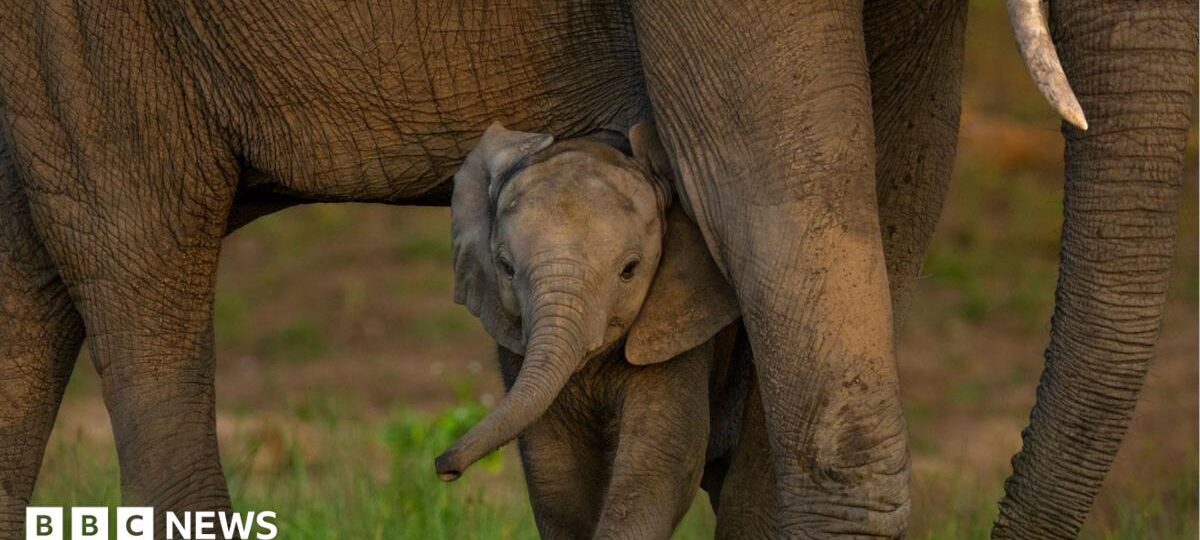 Global nature talks reach deal but money remains an issue