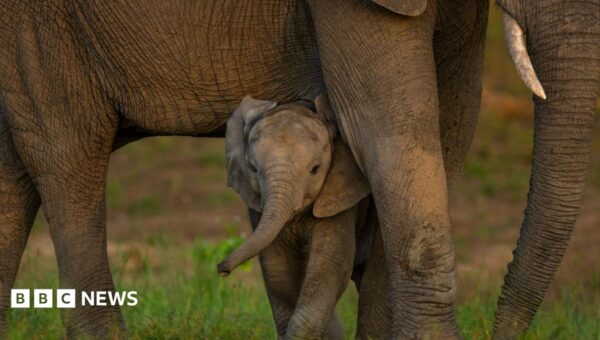 Global nature talks reach deal but money remains an issue