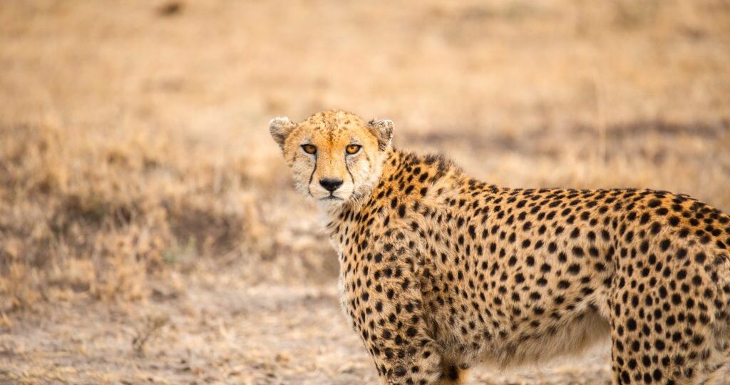 Leopard kills zookeeper