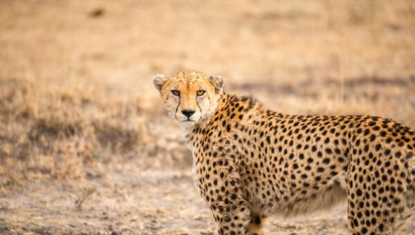 Leopard kills zookeeper