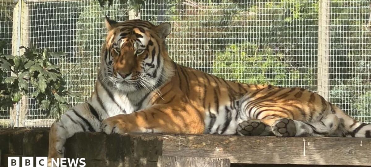 Wildlife park remains closed after fatal tiger attack