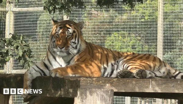 Wildlife park remains closed after fatal tiger attack