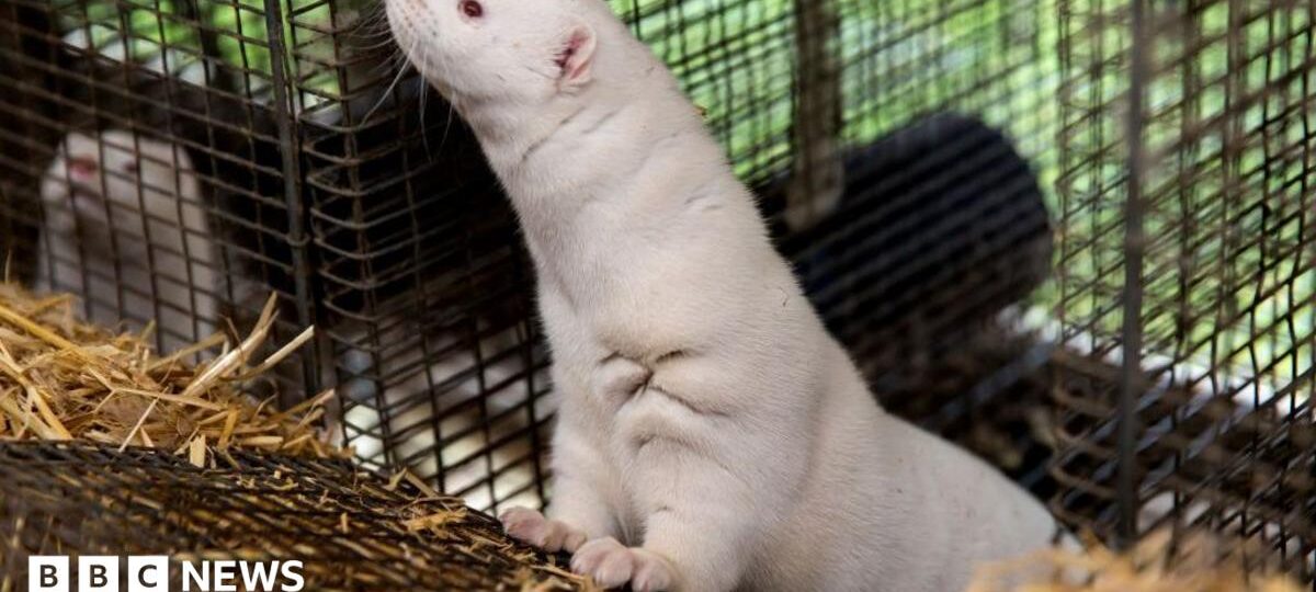 Denmark to ban mink farming in government U-turn