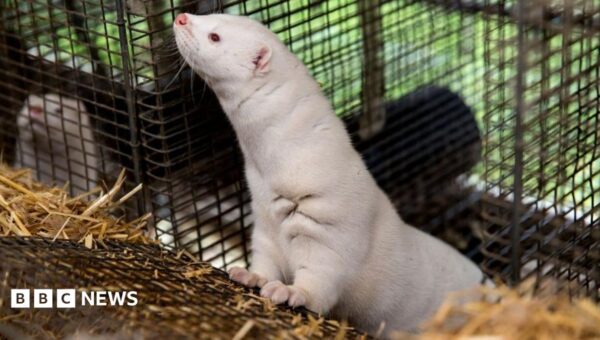 Denmark to ban mink farming in government U-turn