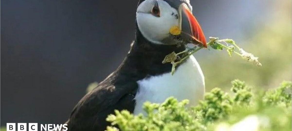 Puffin island on cusp of closure as it runs out of water