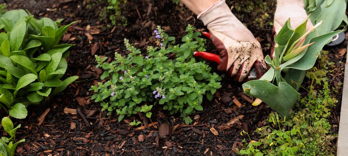 When AI and robots work together, Anthropic says these jobs are at risk. Should gardeners worry?