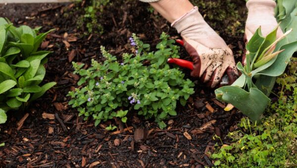 When AI and robots work together, Anthropic says these jobs are at risk. Should gardeners worry?