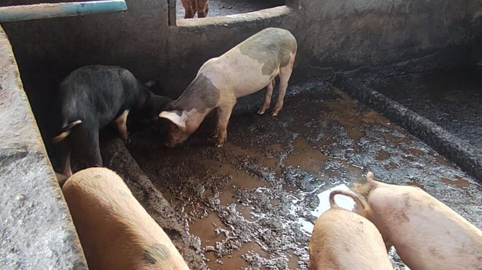 Abia govt seals piggery farm, residential building for alleged environmental pollution
