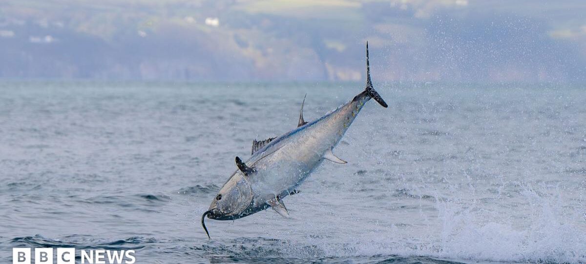 UK bluefin tuna comeback shows nature can recover, says WWF