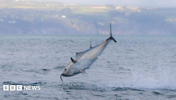 UK bluefin tuna comeback shows nature can recover, says WWF