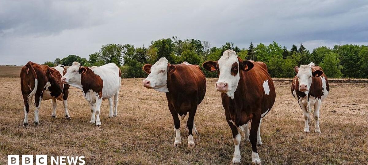 First human case of Shamonda virus detected in France, officials say
